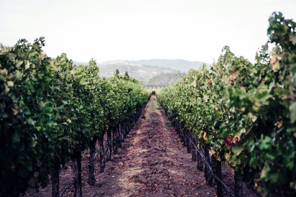 Rows of grapevines in a Napa, California vineyard with a mountain in the background